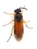 Arge ochropus
